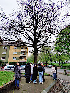 Zerreiche in der Hastedtstraße (Foto Gisela Baudy, 12.04.24)