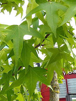 Blätter des Amberbaums (Foto Chris Baudy, 30.05.24)