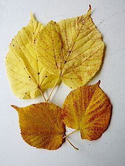 von oben nach unten: Sommer- und Winter-Lindenblätter im Herbst (21.10.22, Foto Gisela Baudy)