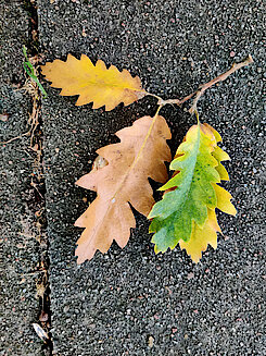 Blätter der Zerreiche (Foto Chris Baudy 12.10.23)