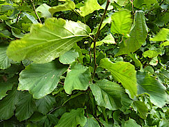 Blätter des Persischen Eisenholzbaumes (10.09.21, Foto Gisela Baudy)