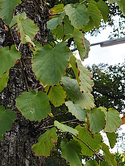 Blätter der Baumhasel (Foto Chris Baudy, 12.10.23)
