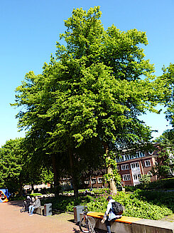 Holländische Linde (Max Schmeling Park, 02.06.23, Foto Chris Baudy)