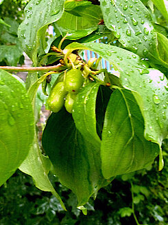 Frucht der Kornelkirsche Anfang Juli (Foto Chris Baudy, 04.07.24)
