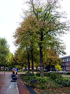Holländische Linden im Herbst (Max-Schmeling-Park, 21.10.22, Foto Gisela Baudy)