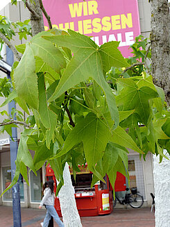Blätter des Amberbaums (16.06.23, Foto Chris Baudy)